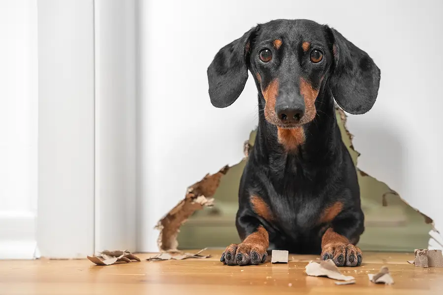 Why San Diego Landlords Should Require Pet Insurance